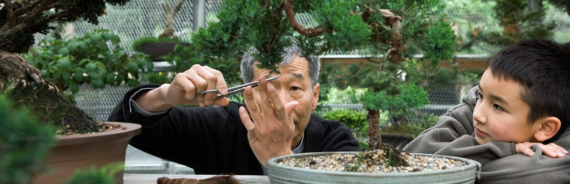 An elderly man trims a bonsai tree while a young child watches.